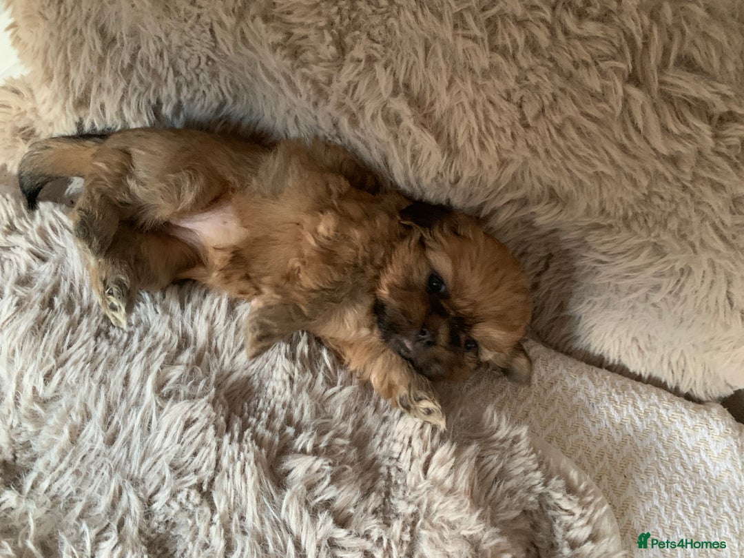 Shih Tzu dogs for sale: 2 female Shih Tzu puppies  - Image 6