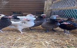 Chickens poultry for sale: POL HYBRID HENS SUPER FRIENDLY  - Image 5