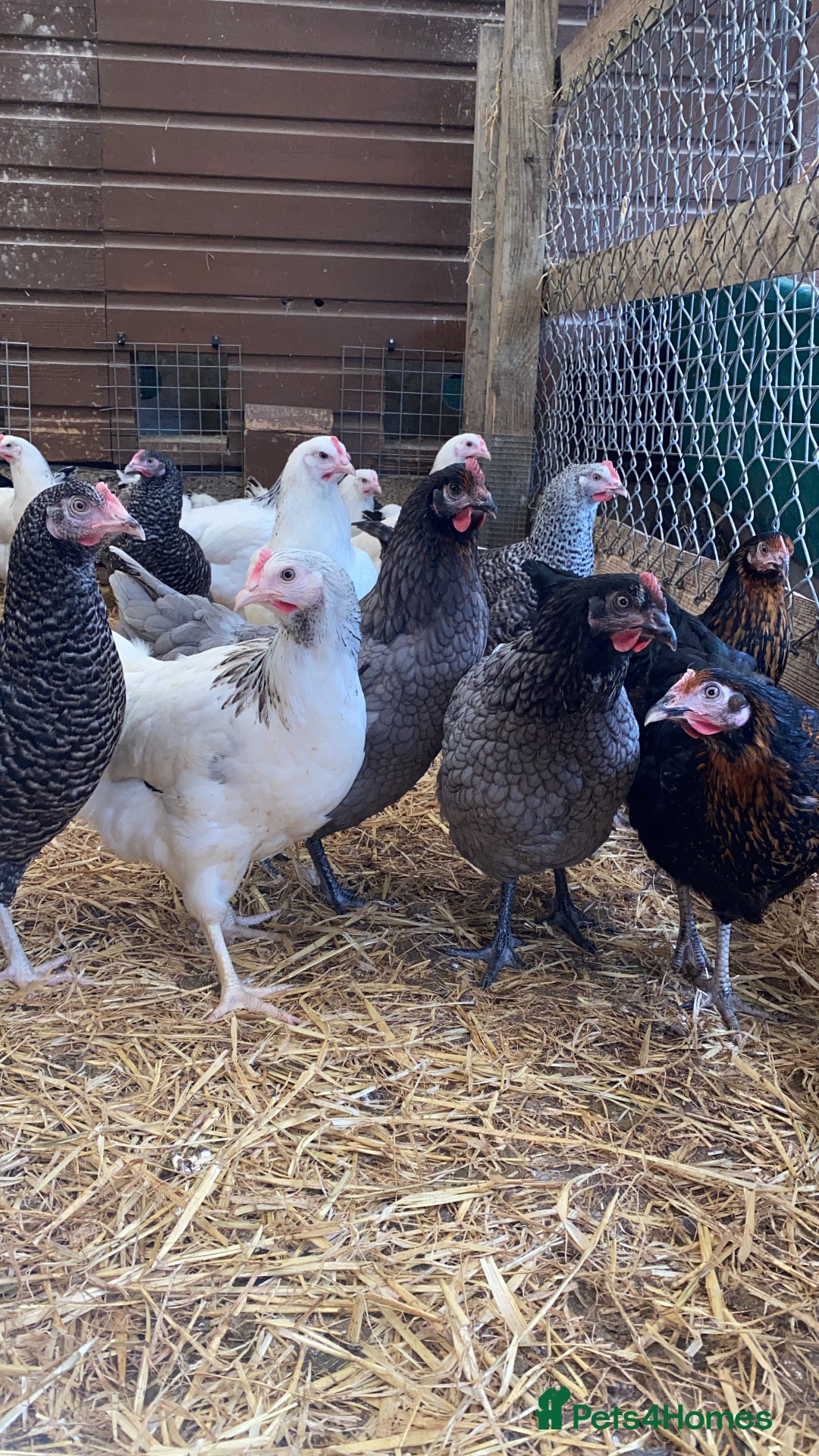 Chickens poultry for sale: POL HYBRID HENS SUPER FRIENDLY  - Image 5