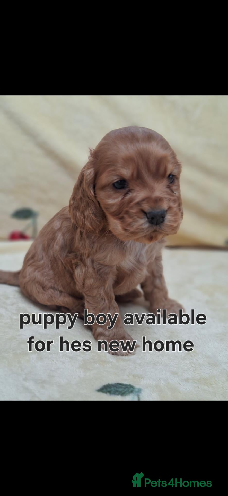 Cocker Spaniel dogs for sale: Cocker Spaniel puppies - Advert 3