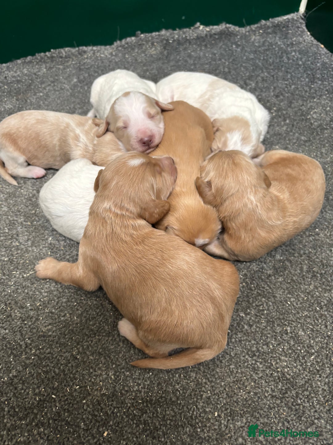Cockapoo dogs for sale: F1 Cockapoo puppies  - Image 16