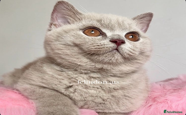 British Shorthair cats - Advert 16