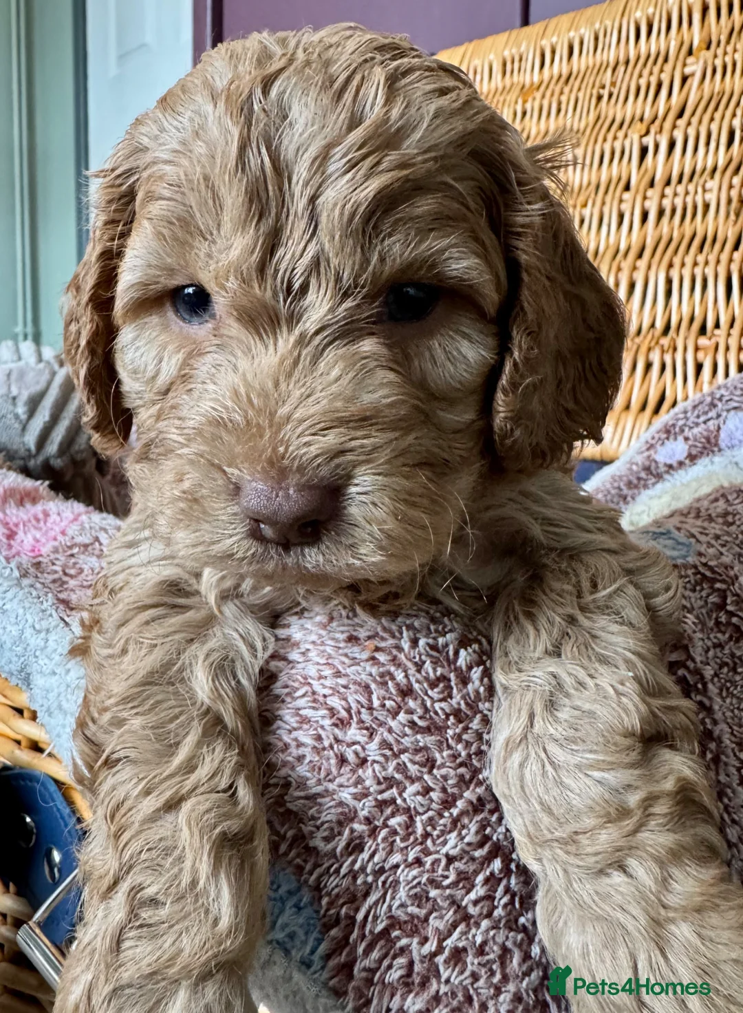 Cockapoo dogs for sale: F1 Show type cockapoo puppies  - Advert 1