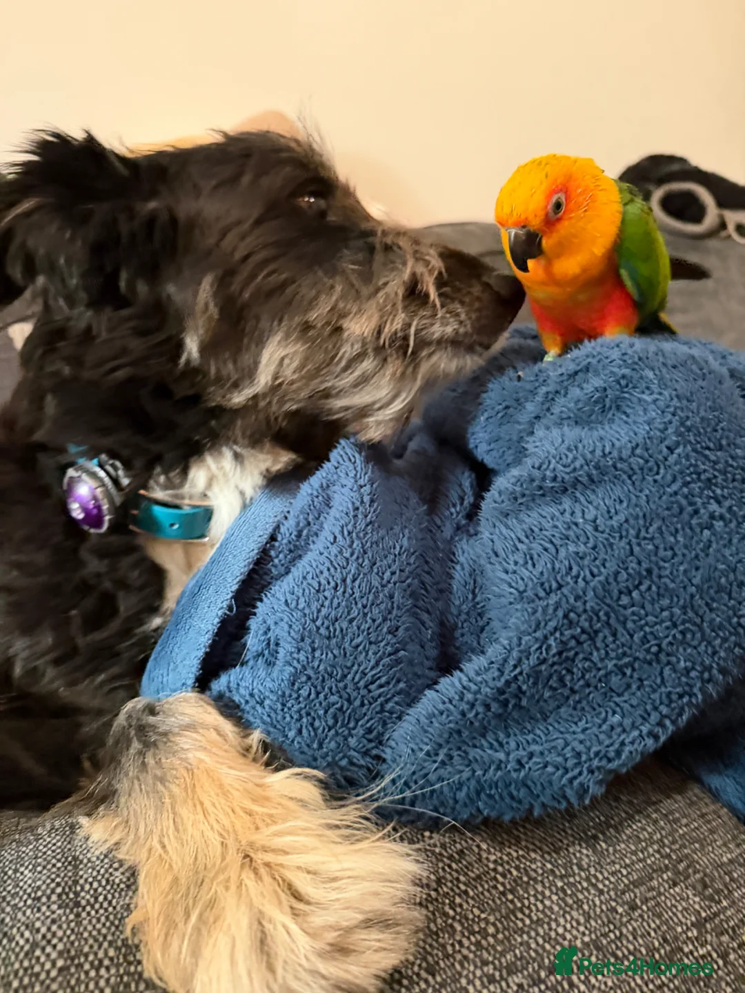 Conures birds for sale: 5 Year Old Male Jenday Conure  in Beaminster - Advert 2