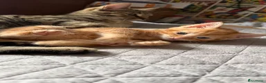 Mixed Breed 1