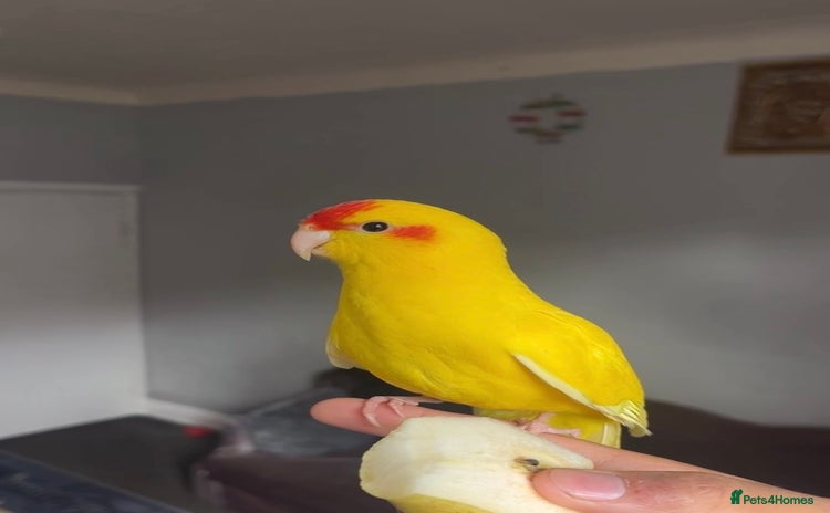 Parrots birds - Advert 2