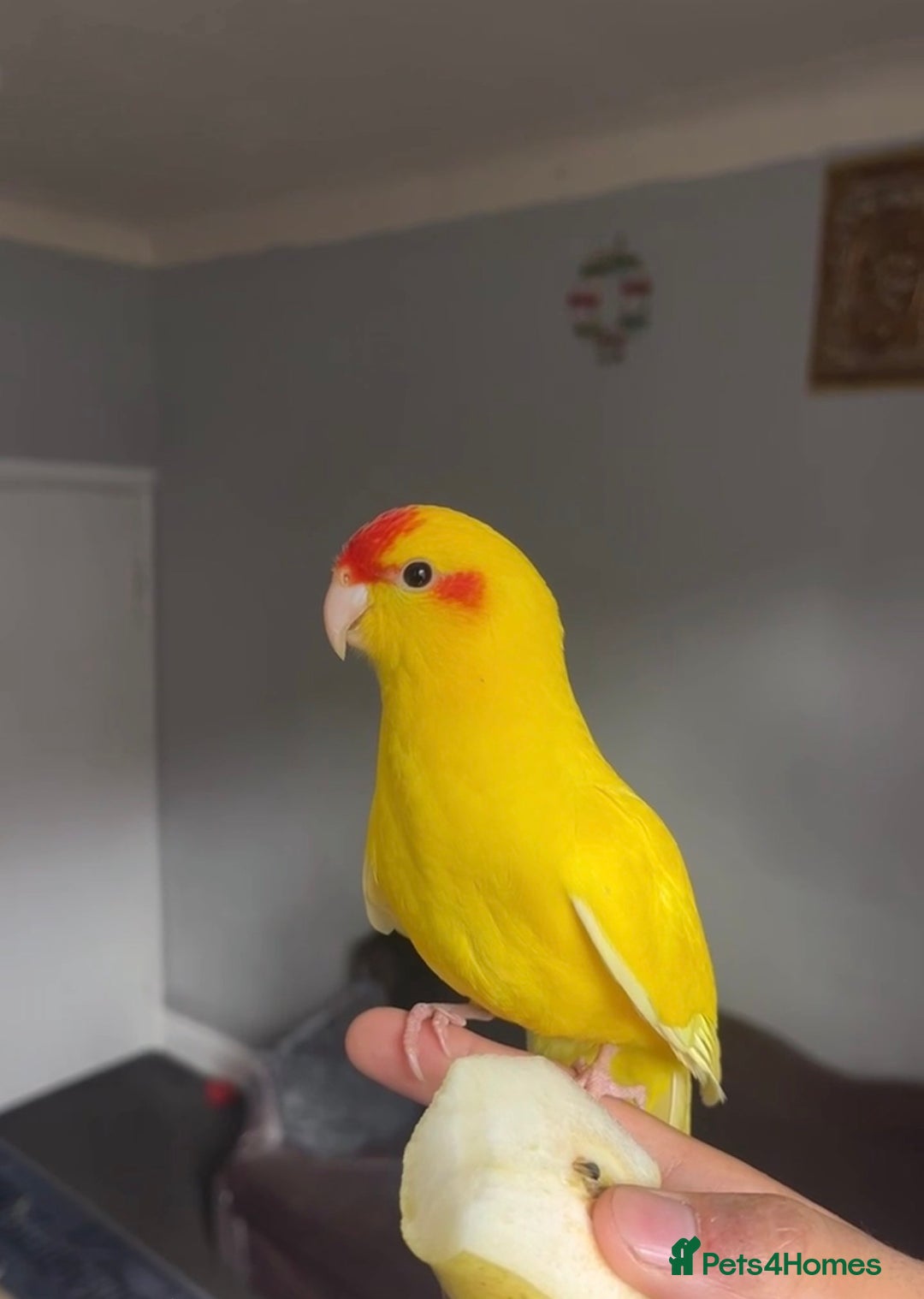 Parrots birds for sale: Beautiful young kakariki  - Image 1