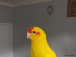 Parrots birds - Advert 16