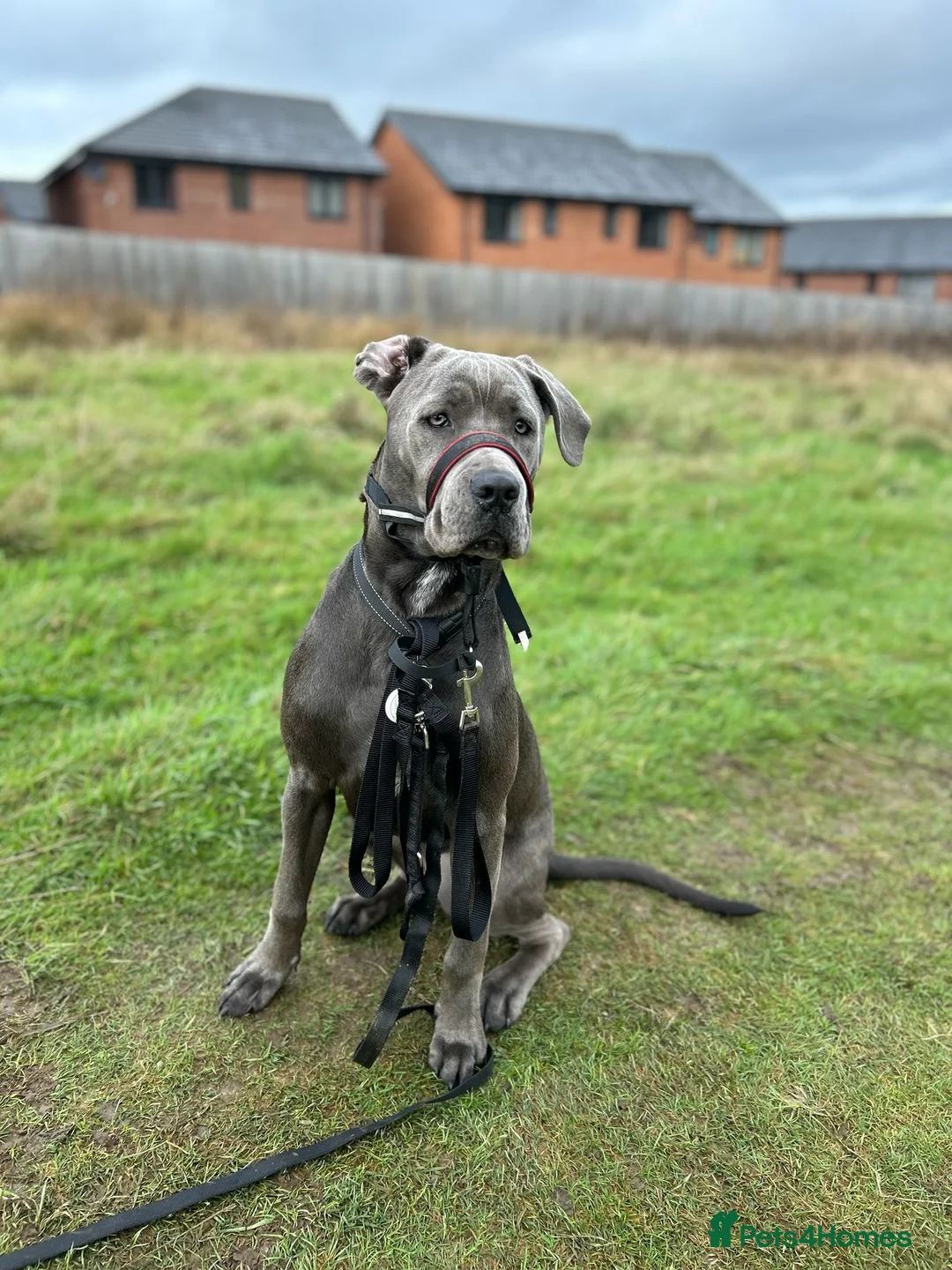 Cane Corso dogs for sale: Koa, 14 month olds Italian mastiff / cane corso  - Advert 7