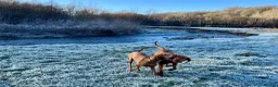Hungarian Vizsla dogs for sale: Hungarian Vizslas - Advert 6