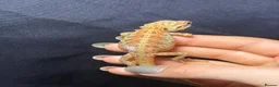 Bearded Dragon reptiles for sale: Hypo, Trans Blue bar leatherback and standard back in Southsea - Advert 4