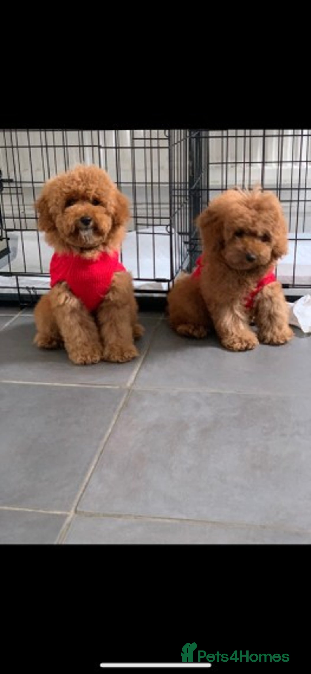 Cavapoo dogs for stud: Extensively Health Tested Deep Red Tiny Toy Poodle in Mansfield - Image 24