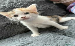 Mixed Breed cats for sale: Adorable Kittens Ready for Their Forever Homes!  - Image 14