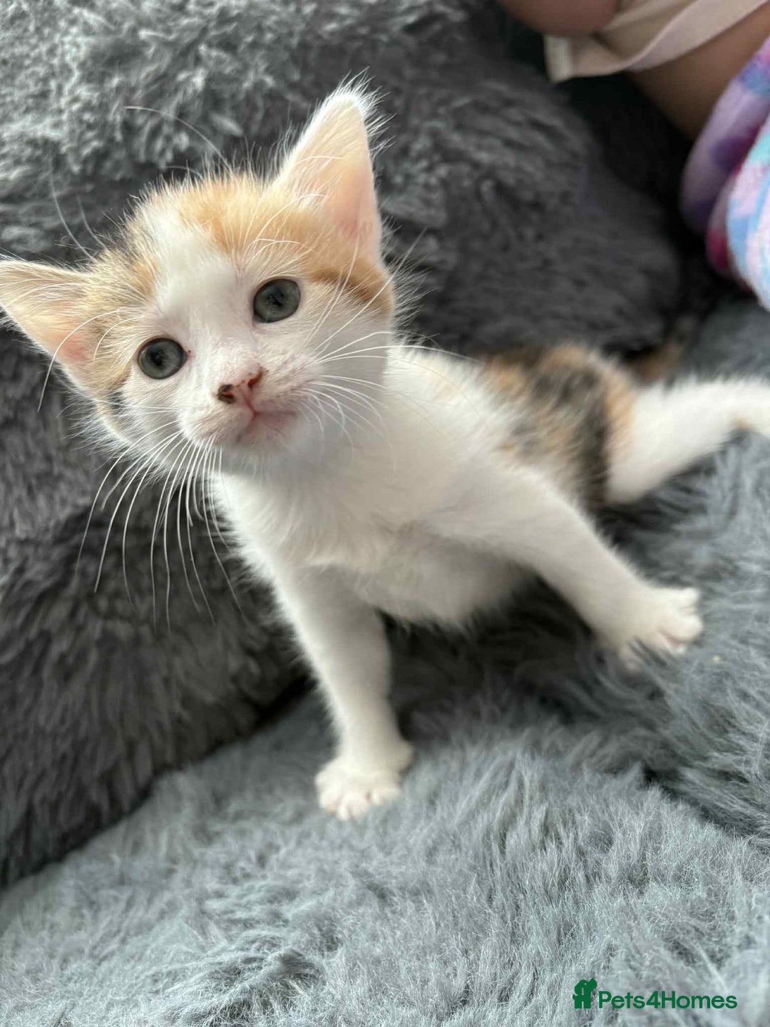 Mixed Breed cats for sale: Adorable Kittens Ready for Their Forever Homes!  - Image 14