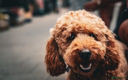 Cockapoo dogs for sale: 16 Month Old Cockapoo - Image 1