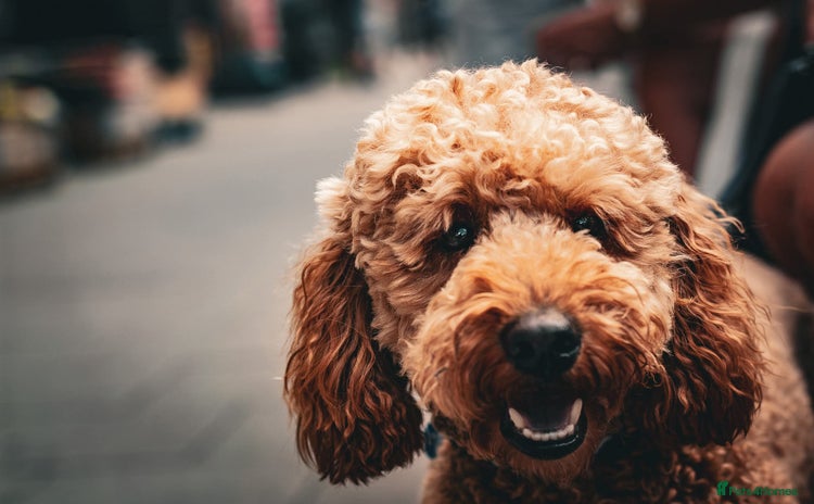 Cockapoo dogs - Advert 1