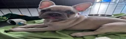 French Bulldog dogs for sale: Lilac fawn beautiful Frenchie boy. Singleton in Canvey Island - Advert 16