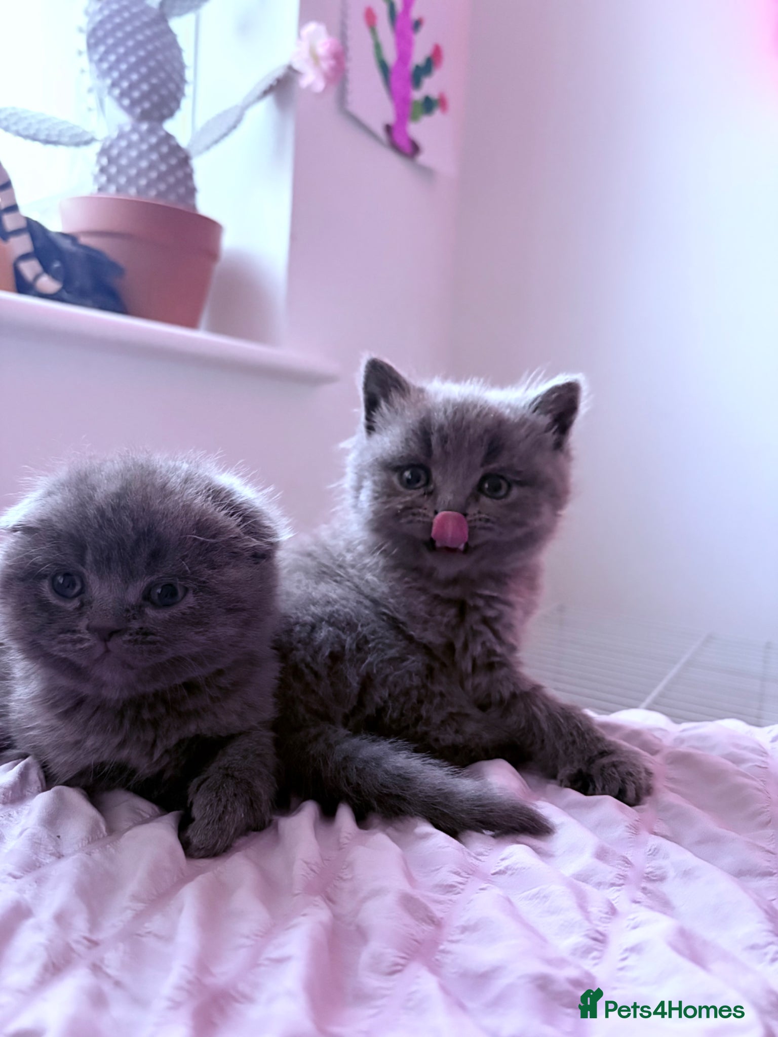 British Shorthair cats 🐻Beautiful bsh/scottish fold little bears 🐻  - Advert 19