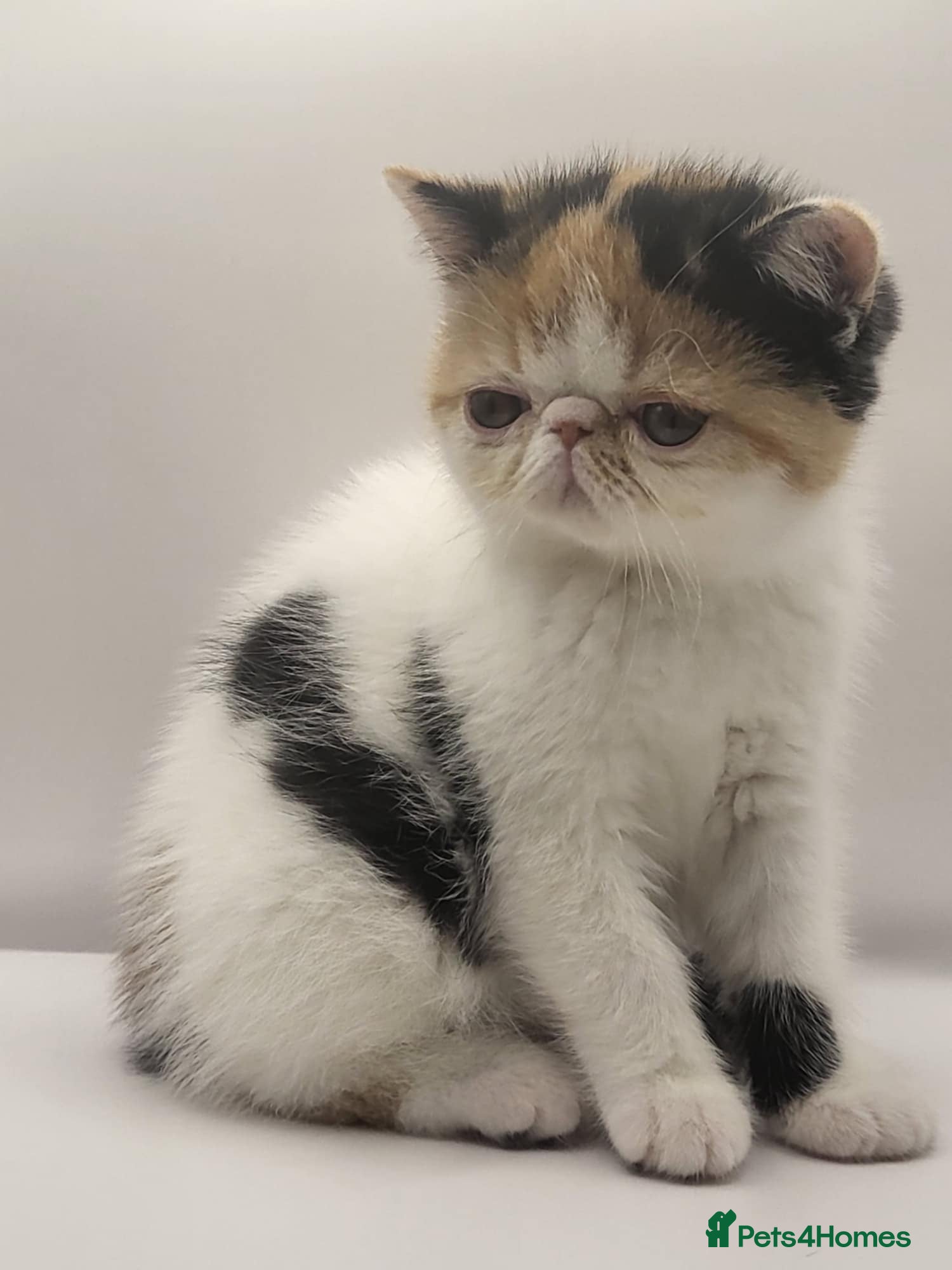 Exotic cats Exotic kittens  - Advert 1