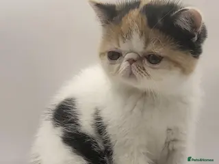 Exotic cats Exotic kittens - Advert 1