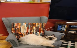 Ragdoll cats for sale: Neutered Adult Seal Point Ragdoll GCCF - Image 1