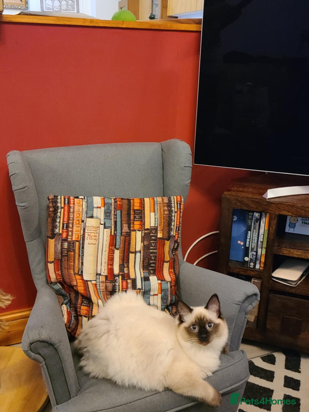 Ragdoll cats for sale: Neutered Adult Seal Point Ragdoll GCCF - Image 1