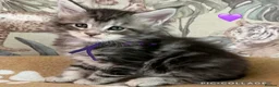 Maine Coon cats for stud: Elite GCCF & TICA Blue Silver Mackerel Tabby - Advert 7