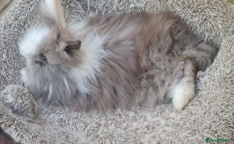 Lionhead rabbits - Advert 4