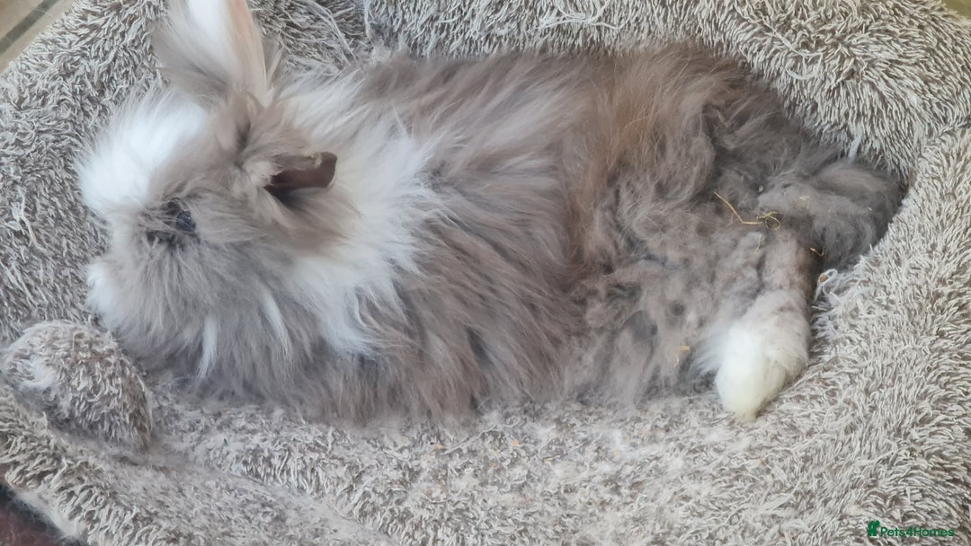 Lionhead rabbits for sale: Female double mane lionhead  - Image 1