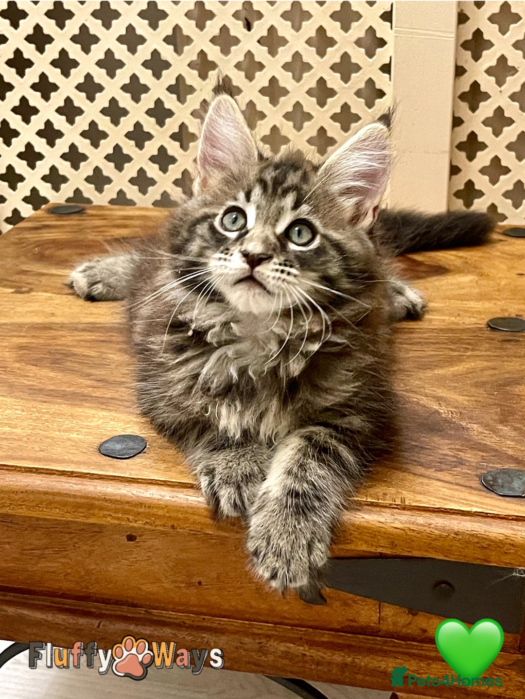 Maine Coon cats for sale: 🐾🦁 *TICA* MAINE COON KITTENS 🧬 DNA CLEAR 🦁🐾 - Image 10