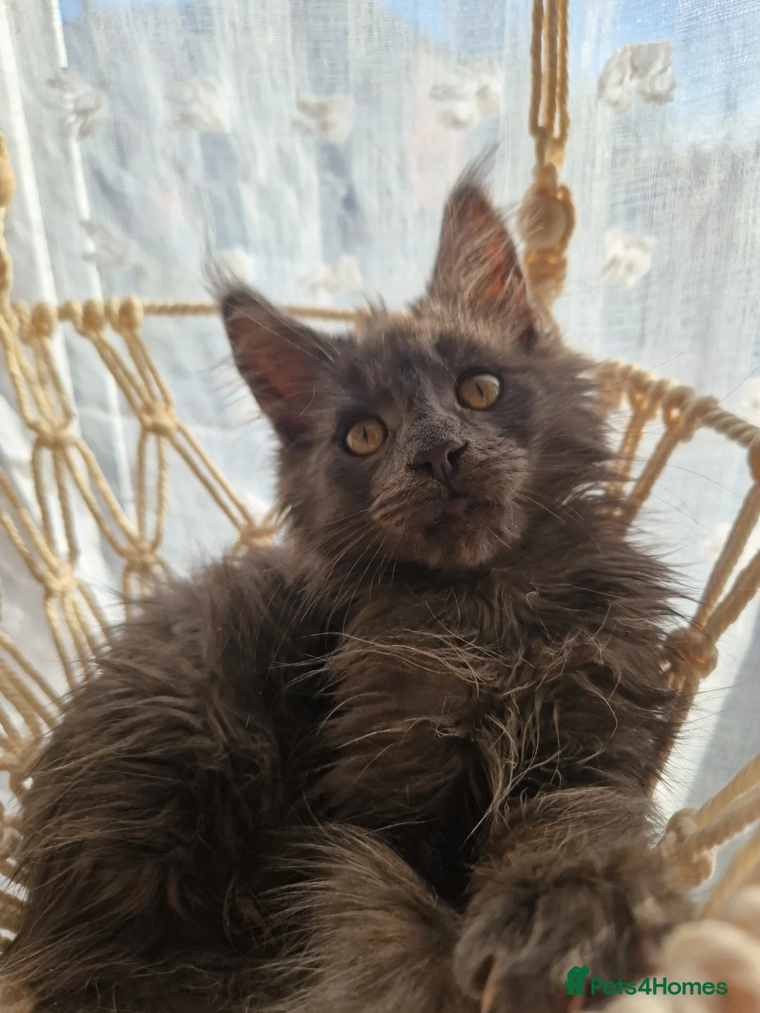 Maine Coon cats for sale: Stunning blue smoke mainecoon  - Advert 1