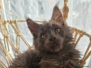 Maine Coon cats Stunning blue smoke mainecoon - Advert 5