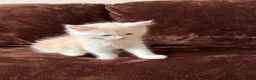Maine Coon cats for sale: Maine Coon Cross Kittens  - Advert 5