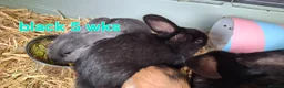 Mixed Breed rabbits for sale: 5 week old baby rabbits - Advert 6