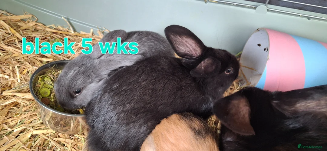 Mixed Breed rabbits for sale: 5 week old baby rabbits - Advert 6