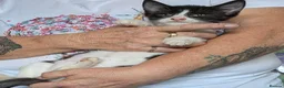 Mixed Breed cats for sale: Loving female kitten - Advert 4
