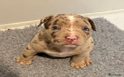 American Bully dogs for sale: Pocket bully puppies  - Image 12