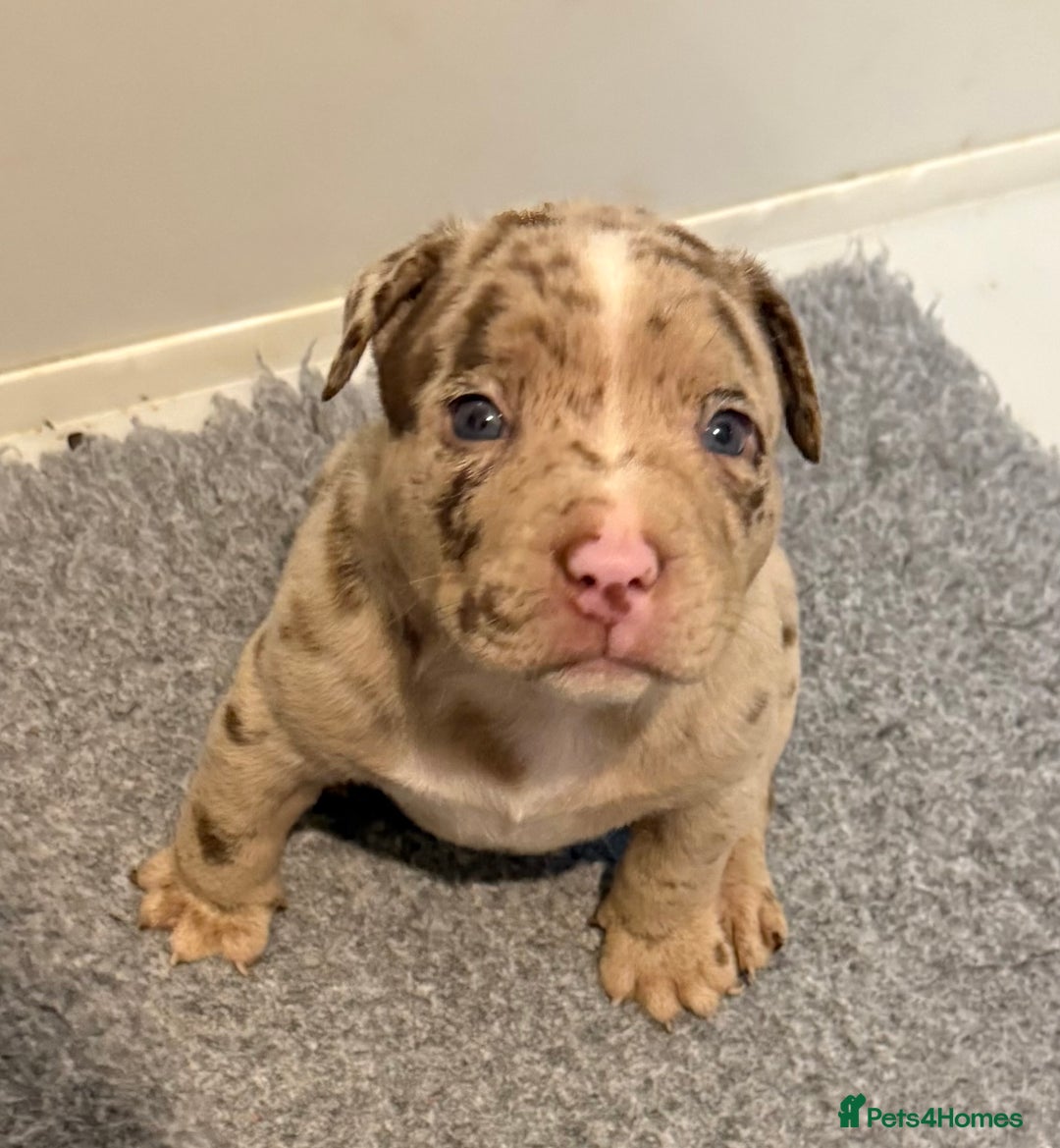 American Bully dogs for sale: Pocket bully puppies  - Image 12