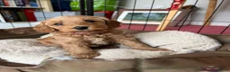 Cavapoo dogs for sale: Adorable Cavapoo Puppies Arrived :-) - Advert 17