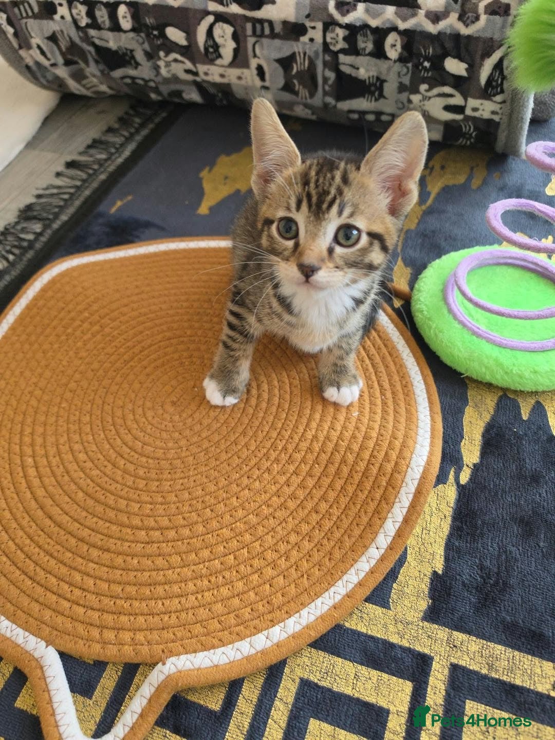 Toybob cats Tabby Kitten 2months old  - Advert 5