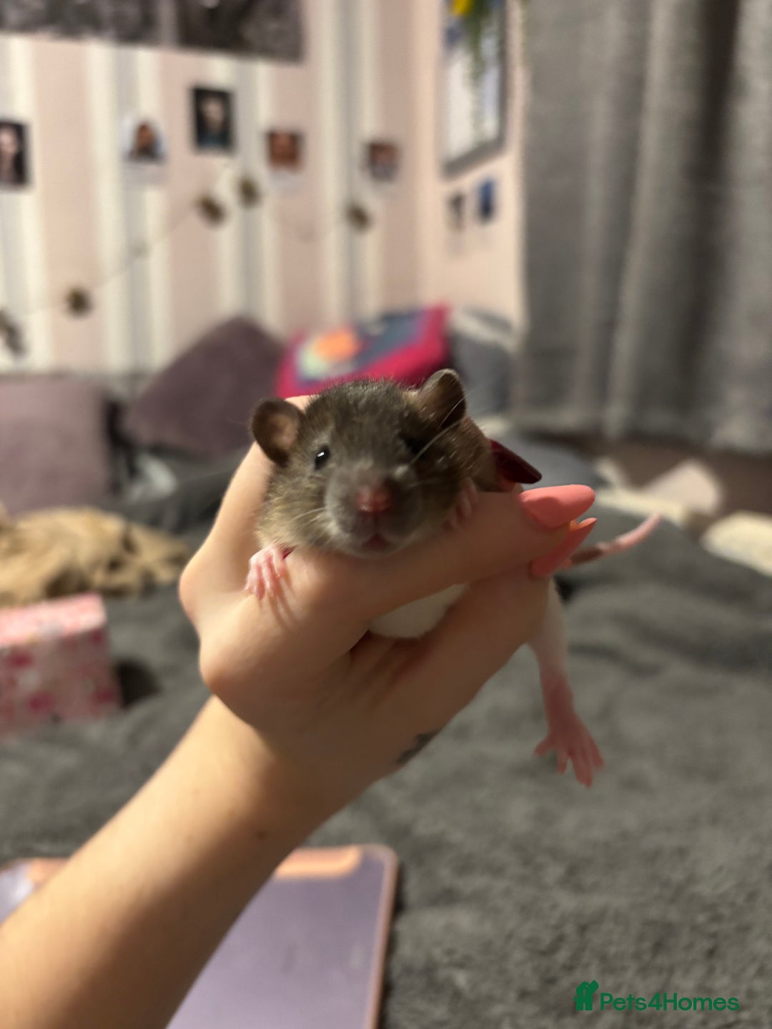 Rat rodents for sale: baby rats for sale GOING FAST.  - Advert 13