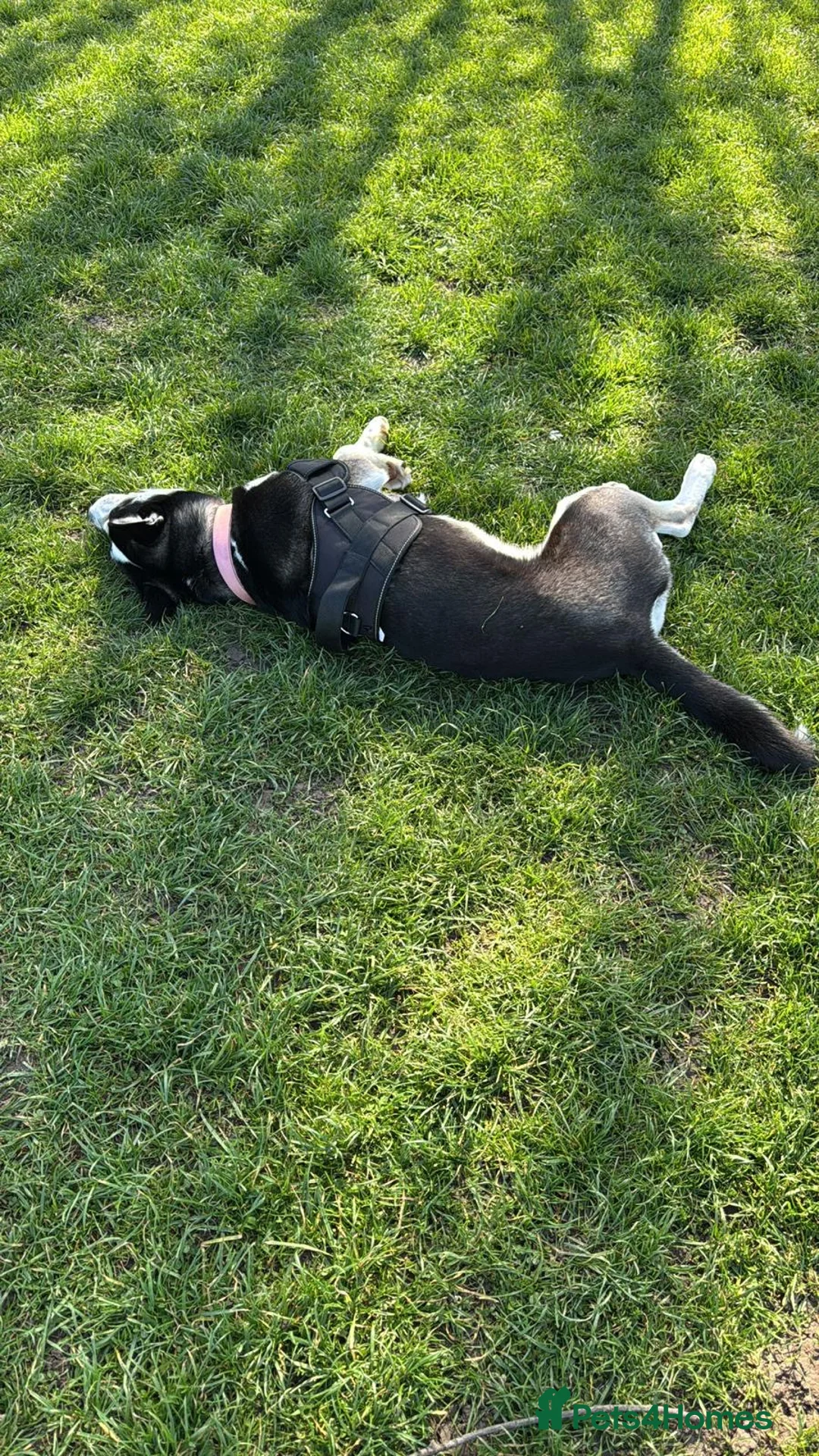 Mixed Breed dogs for sale: Beautiful Husky x Collie ( Female ) in London - Advert 2