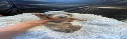 Miniature Dachshund dogs for sale: Beautiful Purebred Miniature Dachshund Puppies 🐾 - Advert 13