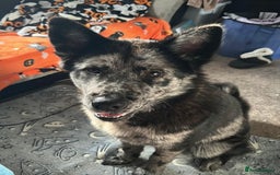 Mixed Breed dogs for sale: Chow chow cross Alaskan Malamute for sale - Advert 1