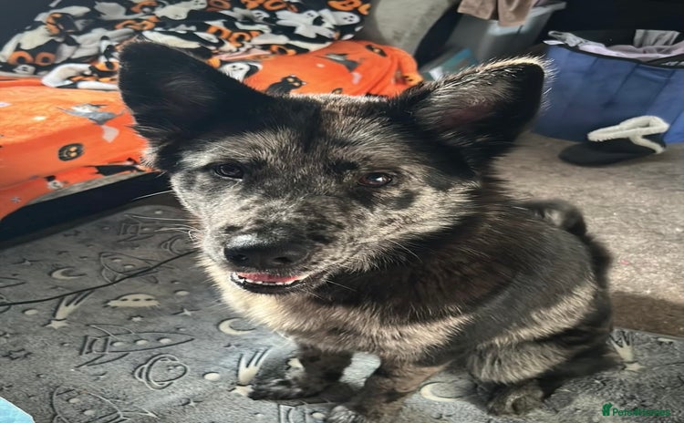 Mixed Breed dogs Chow chow cross Alaskan Malamute for sale - Advert 10