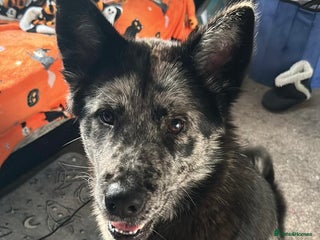 Mixed Breed dogs Chow chow cross Alaskan Malamute for sale - Advert 1