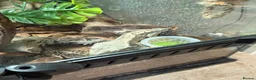 Gecko reptiles for sale: Two crested geckos with two tanks - Advert 3