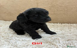 Sproodle dogs for sale: Lovely Sproodles (Springerpoos) - Image 4