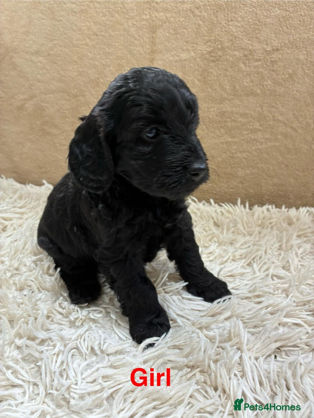 Sproodle dogs for sale: Lovely Sproodles (Springerpoos) - Image 4