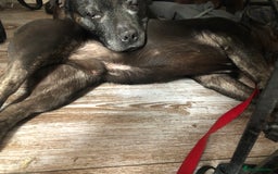 French Bulldog dogs for sale: French bulldog  - Image 3